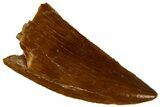 Serrated, Raptor Tooth - Real Dinosaur Tooth #295977-1